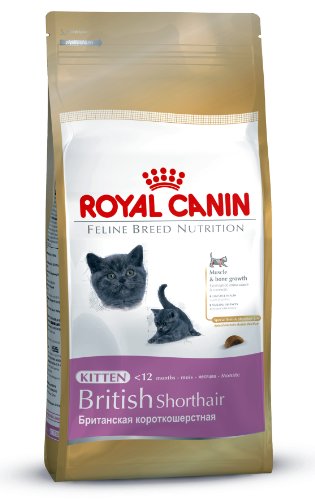 [2566201] RC Kitten British Shorthair Seco Gato 2 kg