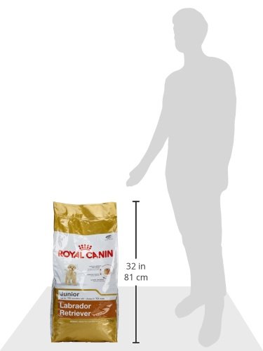 [2491849] RC Labrador Retriever Puppy Seco Cão 12 kg