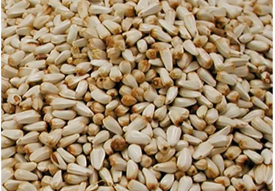 Canto Alegre — Sementes de Cártamo Alimento para Aves 800 g
